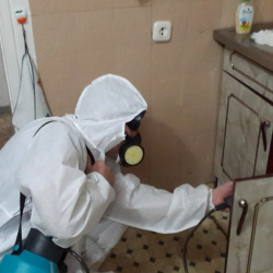 Дезинфекция от муравьев в квартире в Ильинском